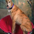 Image for Lincoln Avenue Veterinary Clinic with ID of: 2156422