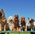 Image for Lincoln Avenue Veterinary Clinic with ID of: 2156424