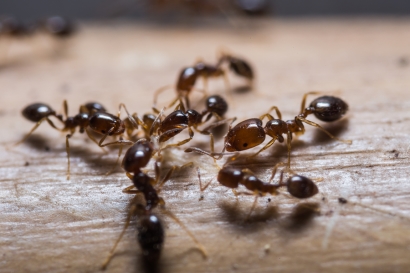 Image for Schopen Pest Solutions with ID of: 2160893