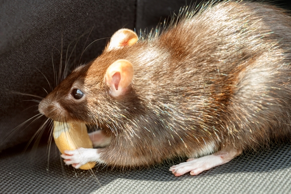 Image for Schopen Pest Solutions with ID of: 2160901
