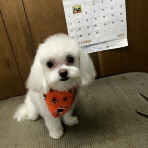 Image for All Breed Grooming by Nancy with ID of: 2164066