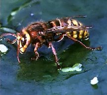 Image for Miami Bee Removal Corp. with ID of: 2167397
