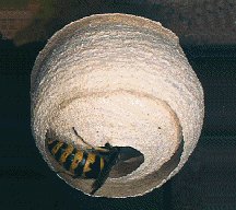 Image for Miami Bee Removal Corp. with ID of: 2167399
