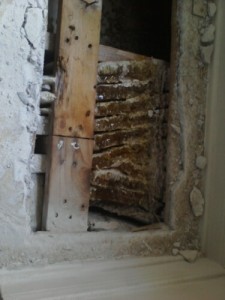 Image for Miami Bee Removal Corp. with ID of: 2167404
