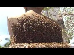 Image for Miami Bee Removal Corp. with ID of: 2167407