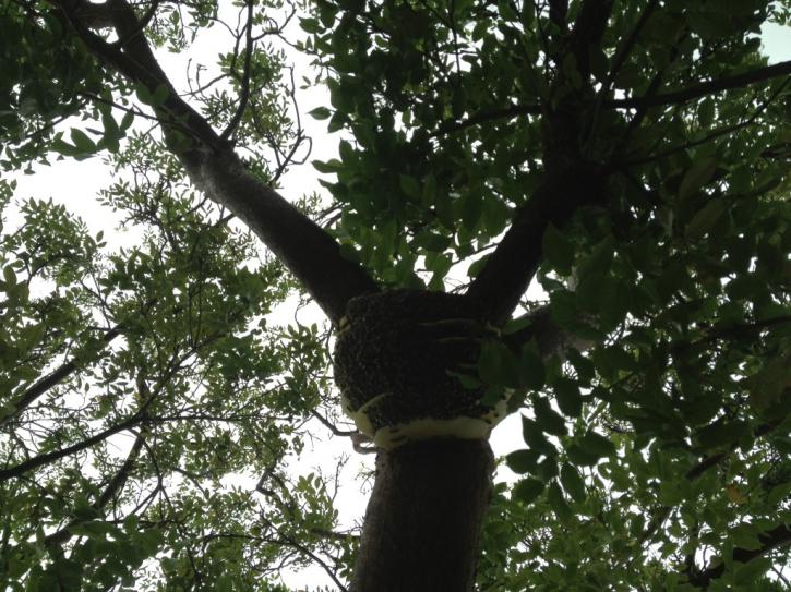 Image for Miami Bee Removal Corp. with ID of: 2167410