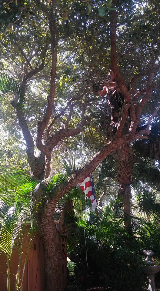 Image for Kings Tree Service with ID of: 2167825