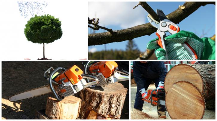 Image for Michael-The Tree Cutter Service with ID of: 2169815