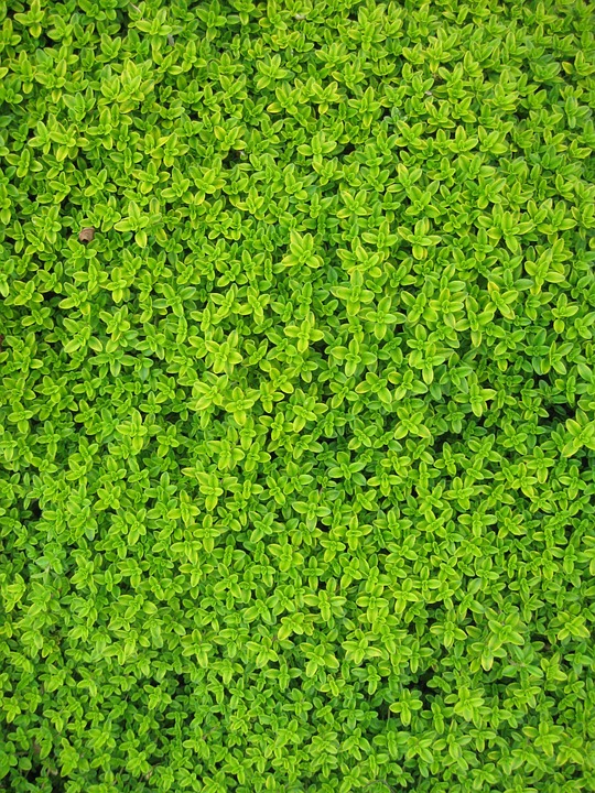 Image for Why Artificial Plant Wall Perfect for Home Décor? with ID of: 2174899