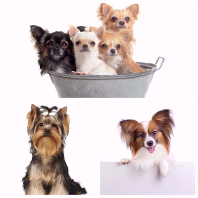 Image for Wags In Cali - Coronado Island with ID of: 2191486
