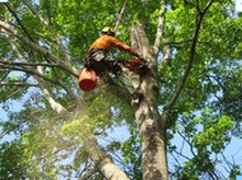 Image for Raleigh Tree Care with ID of: 2192583