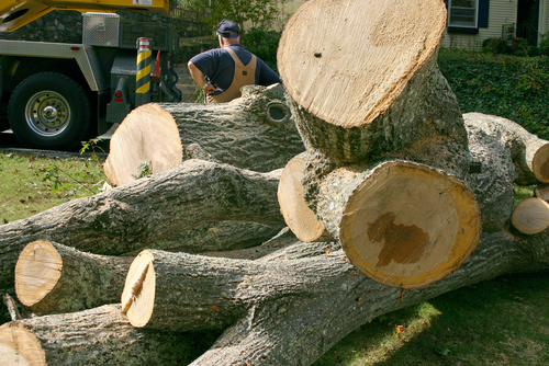 Image for Ads Tree Service with ID of: 2194317