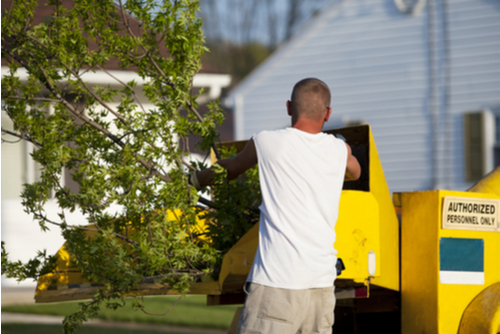 Image for Ads Tree Service with ID of: 2194321