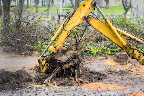Image for Ads Tree Service with ID of: 2194325