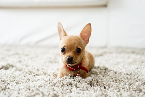 Image for Nu-Way Carpet Cleaning with ID of: 2196872