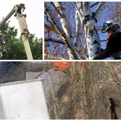 Image for Expert Lawn And Tree Service with ID of: 2199459