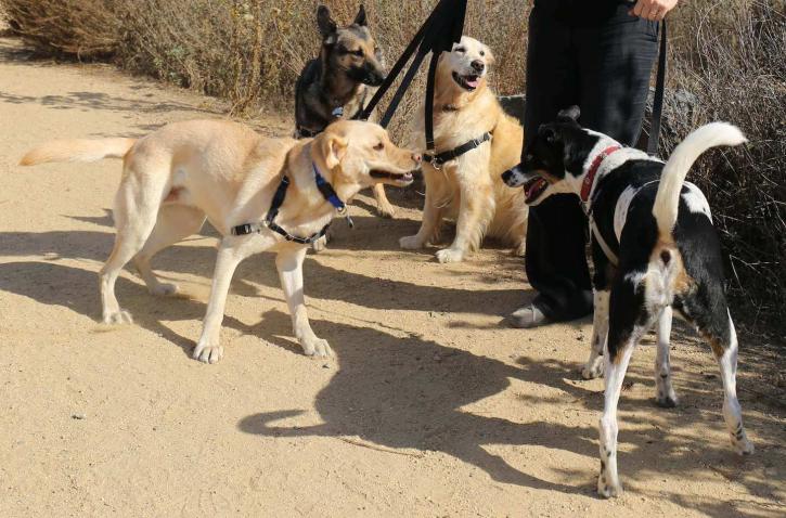 Image for CiaoCiao PetCare with ID of: 2203165