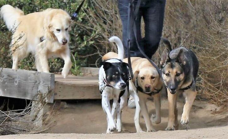 Image for CiaoCiao PetCare with ID of: 2203166