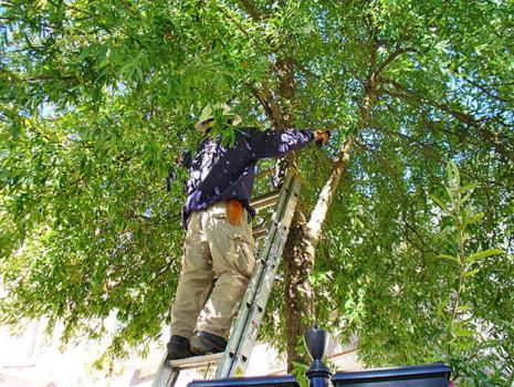 Image for Fayetteville Tree Care Services with ID of: 2205053