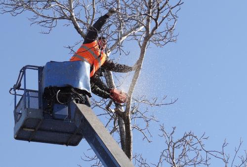Image for Fayetteville Tree Care Services with ID of: 2205072