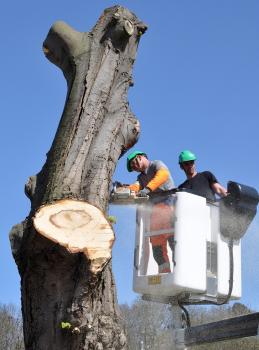 Image for Fayetteville Tree Care Services with ID of: 2205073
