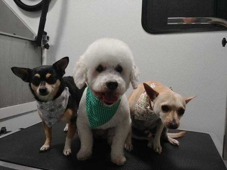 Image for Dirty Dawgz Mobile Salon with ID of: 2209136