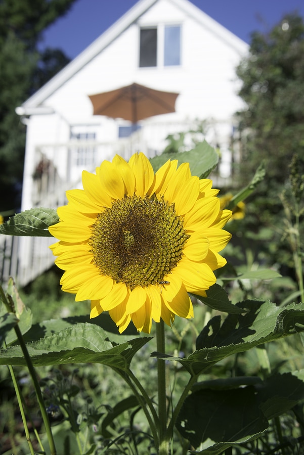 Image for Duluth Landscapers with ID of: 2209393