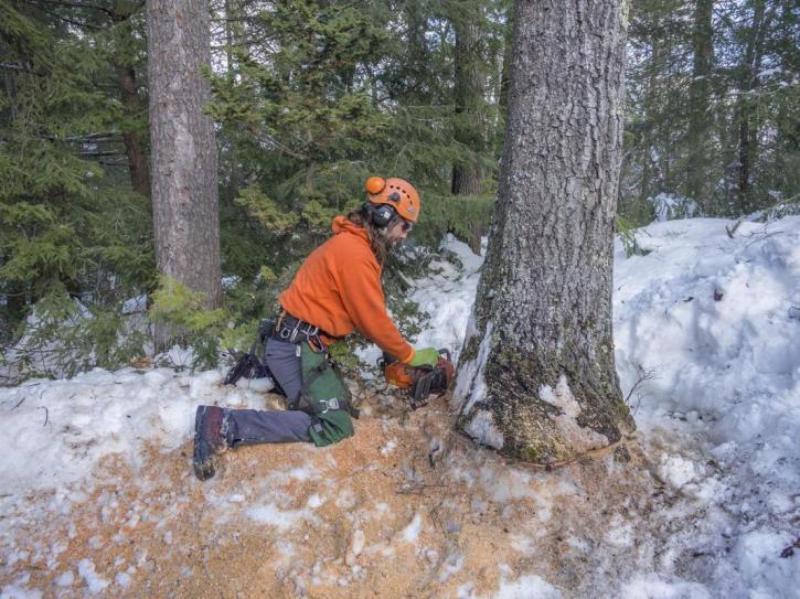 Image for Classic Tree Care with ID of: 2221385