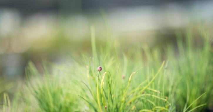 Image for Dainty Bella Photography with ID of: 2225775