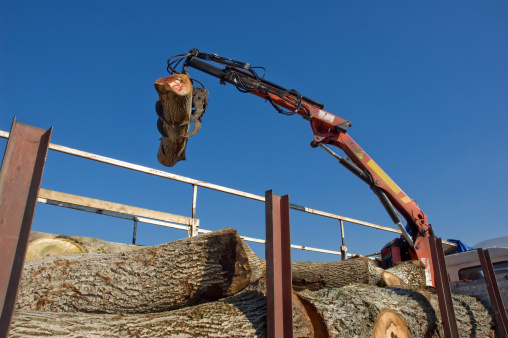 Image for Tree Woodard Tree Experts with ID of: 2229589