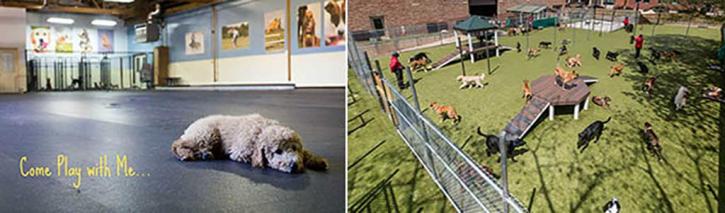 Image for K9 University Chicago with ID of: 2229986