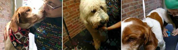 Image for K9 University Chicago with ID of: 2229987