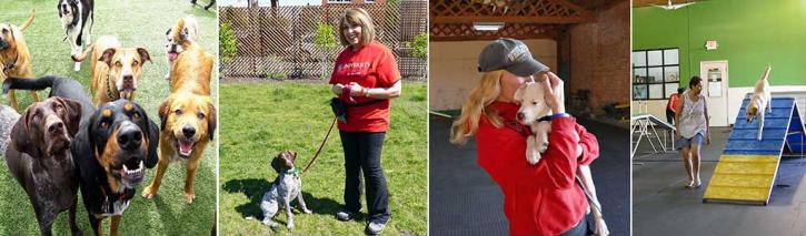 Image for K9 University Chicago with ID of: 2229988