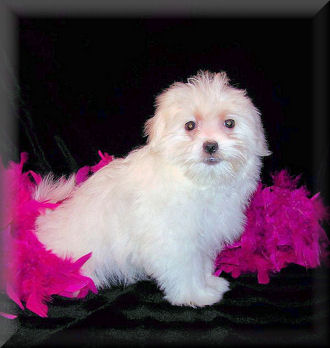 Image for Fancypoo4u with ID of: 2231709