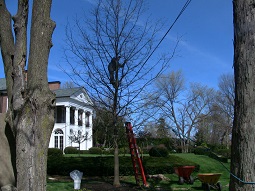 Image for Urban Arborist with ID of: 2234610