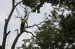 Image for Urban Arborist with ID of: 2234634