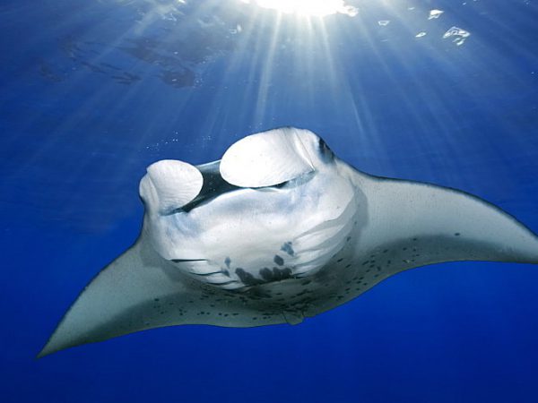 Image for Nusa Penida Dive with ID of: 2236103