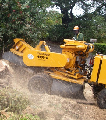Image for M&M Tree Cutting with ID of: 2242310