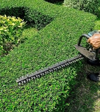 Image for M&M Tree Cutting with ID of: 2242311