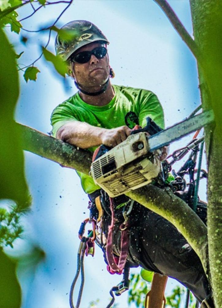 Image for M&M Tree Cutting with ID of: 2242312
