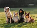 Image for Von Falconnar K9 Training with ID of: 2242528