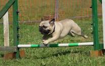 Image for Von Falconnar K9 Training with ID of: 2242529