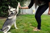 Image for Von Falconnar K9 Training with ID of: 2242530