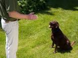Image for Von Falconnar K9 Training with ID of: 2242531