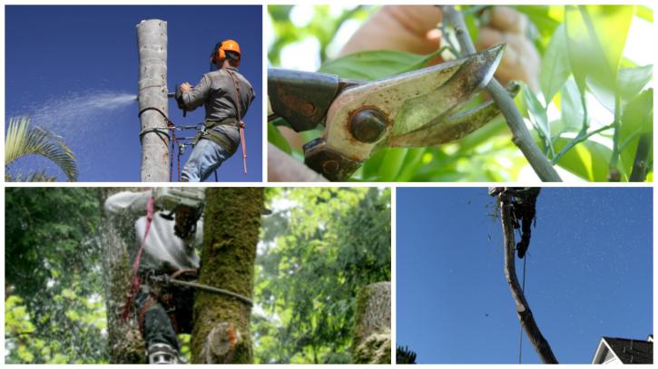 Image for Lumberjack Tree Service with ID of: 2244720