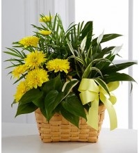 Image for Funeral Flowers Delivery with ID of: 2245118