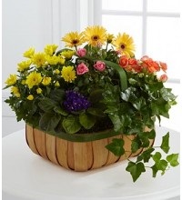 Image for Funeral Flowers Delivery with ID of: 2245119