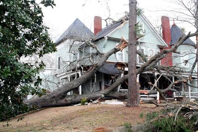 Image for Cape Coral's Tree Service with ID of: 2246208