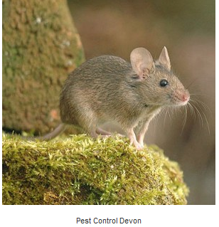Image for First class pest control service in Exmouth with ID of: 2249946