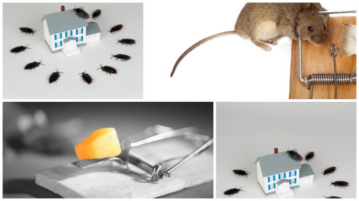 Image for Affordable Pest Management with ID of: 2253026